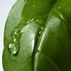 Dries Van NotenBasil & Hinoki Liquid Soap, 12.2 oz.