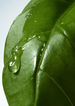 Dries Van NotenBasil & Hinoki Liquid Soap, 12.2 oz.