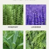 NEST New YorkCedar Leaf & Lavender Liquid Soap, 10 oz.